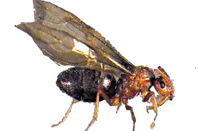 false honey ant